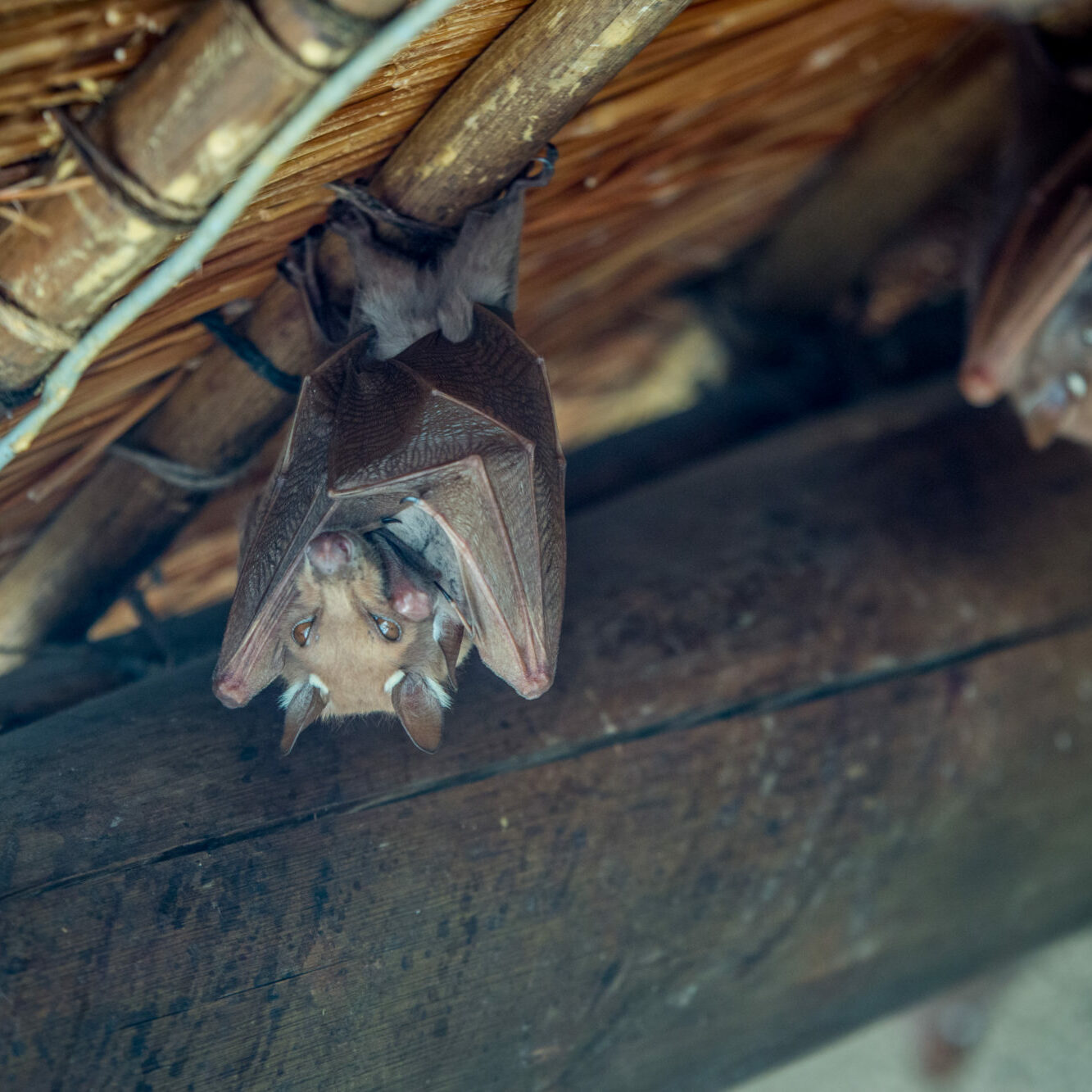 Epaulet Bat Hanging Upside Down.