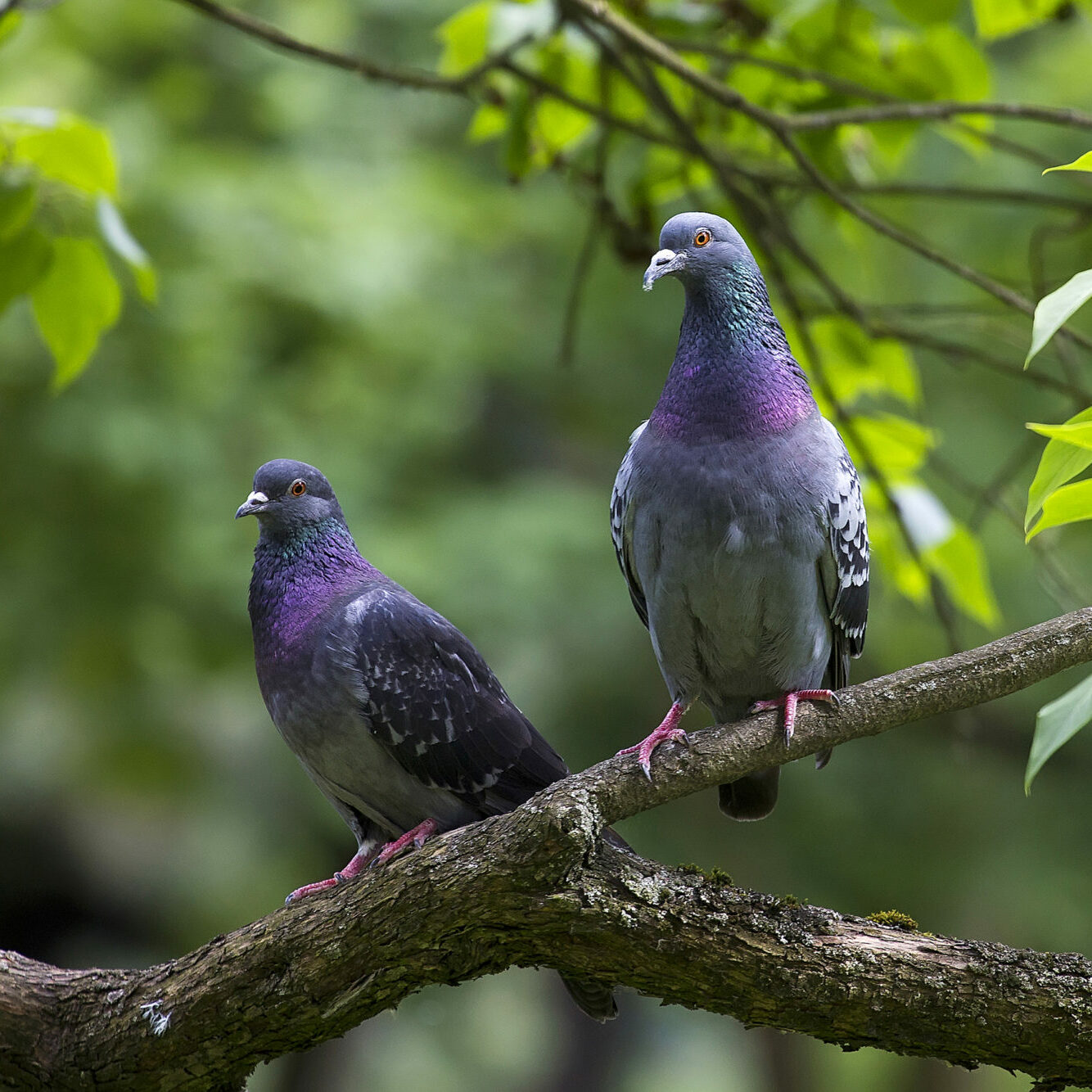 pigeons-in-the-forest-P43FHM3