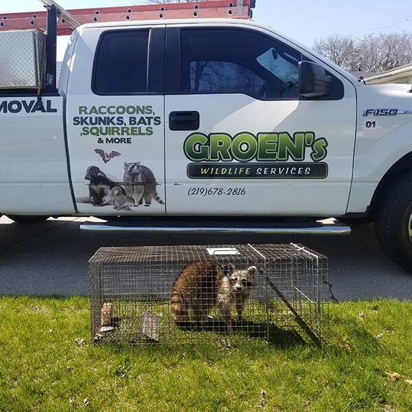 raccoons-removal-service