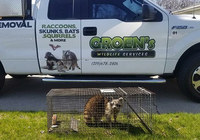 raccoons-removal-service